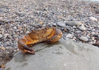 Nature, landscapes, animal