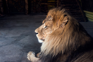 close-up of an African lion