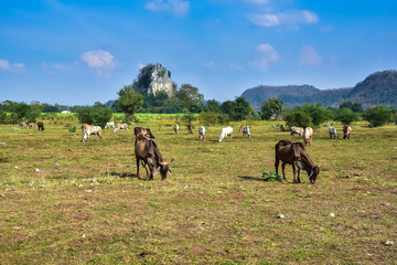 Let the cow to graze naturally on the farm.