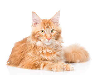 Maine coon cat lying in front view. isolated on white background