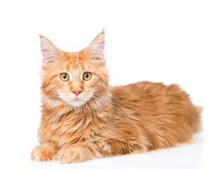 Obraz premium Maine coon cat looking at camera. isolated on white background
