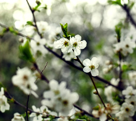 Obraz premium flowering spring tree cherry apricot