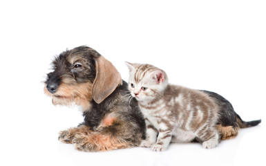 Wire-haired dachshund puppy and tiny kitten together in side vie