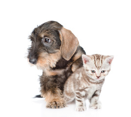 Wire-haired dachshund puppy hugging tiny kitten. isolated on whi