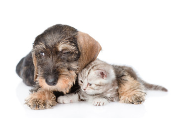 Sad puppy embracing tiny kitten. isolated on white background