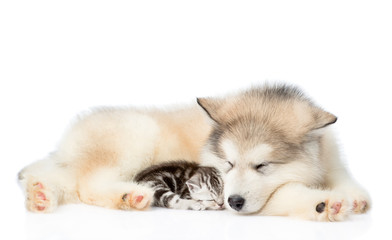 Kitten sleeping next to a puppy. isolated on white background