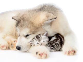 Puppy sleep with tiny kitten. isolated on white background