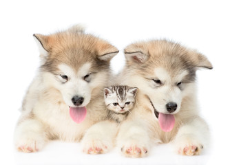 Obraz premium Two Alaskan malamute puppies lying with tiny kitten. isolated on