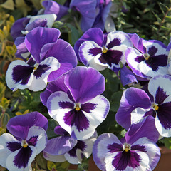 Stiefmütterchen, Viola