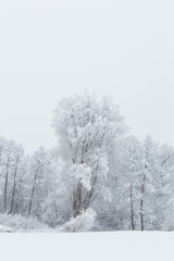 Fototapeta na wymiar Snowy forest in Ukraine