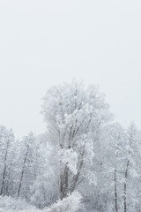Obraz na płótnie Canvas Snowy forest in Ukraine