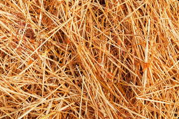 dry field grass after the storm