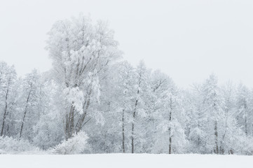 Snowy forest in Ukraine