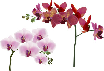 dark and light pink orchids isolated on white