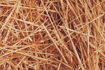 dry field grass after the storm