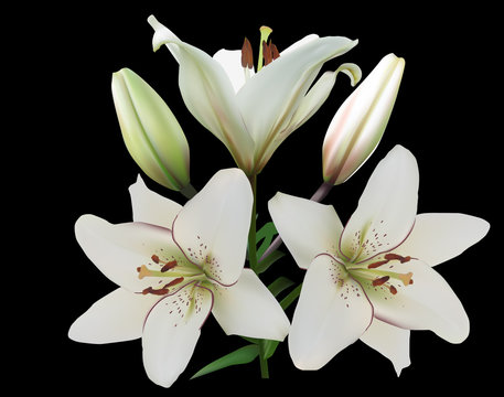 white lily branch with three flowers on black
