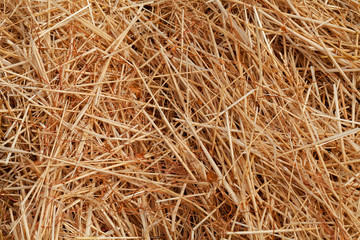 dry field grass after the storm