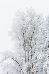 Snowy forest in Ukraine