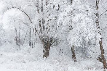 Snowy forest in Ukraine