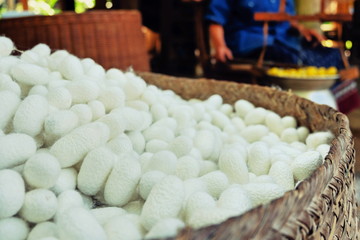 Silkworm fibers in the fabric industry.