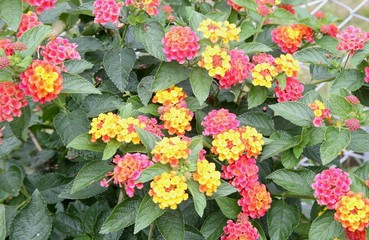 カラフルなランターナ