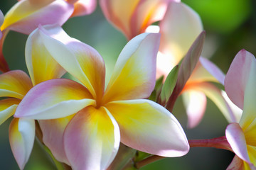 Beautiful frangipani or plumeria flower using in spa, concept of zen meditation spa relaxation background and life balance