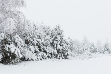 Snowy forest in Ukraine