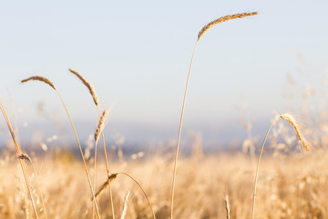 Obraz premium Wheat field with blurred horison
