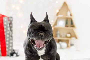 Foto op Canvas French bulldog yawning © littlehandstocks