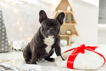 French bulldog puppy with her pillow, christmas decoration in the background.