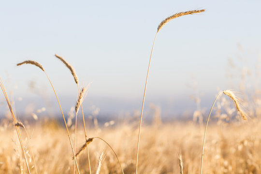 Wheat field with blurred horison