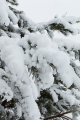 Snowy forest in Ukraine