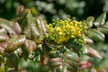 Oregon Grape Flowers