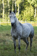 Fototapeta na wymiar white horse in a meadow near the forest