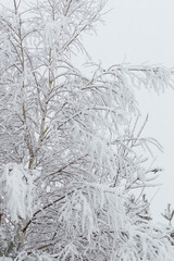 Snowy forest in Ukraine