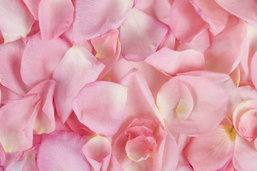 Macro shot of beautiful pink rose petals on the white background