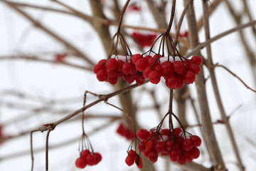 Red berry in the cold / Frosty morning. Trees covered with  Red berry.