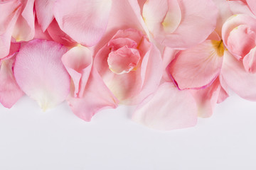 Beautiful pink rose petals on the white background