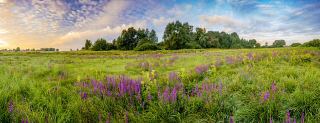 panorama flowers blooming on a meadow at sunrise