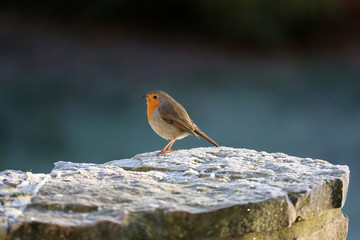 Rotkehlchen im Winter