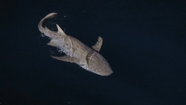 Акулы няньки сопровождают дайверскую яхту даже ночью. Мальдивсие острова.