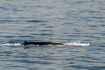 Obraz premium Humpback whalee in Svalbard, Spitsbergen