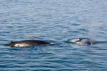 Fototapeta premium Humpback whalee in Svalbard, Spitsbergen
