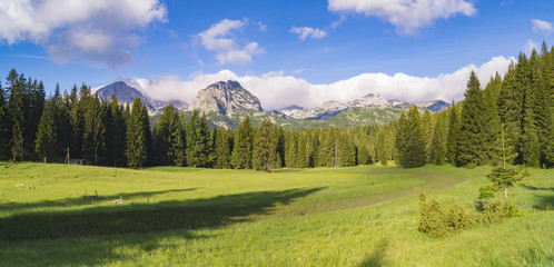 national park Durmitor in Montenegro, mountain meadow