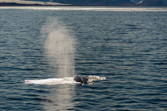 Humpback whalee in Svalbard, Spitsbergen