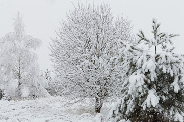 Snowy forest in Ukraine