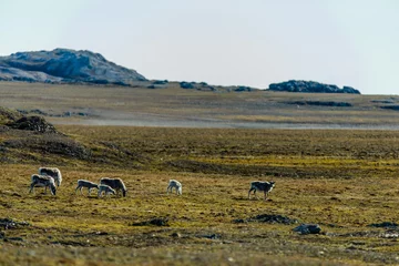 Fototapeten Arctica Arctic landscape in Svalbard, Spitsbergen  © Alexey Seafarer