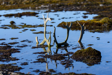 Reindeer antlers in Svalbard, Spitsbergen