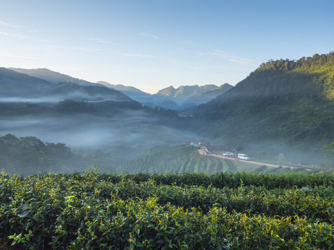 Green tea field with mountain in Fang, Chiangmai, Thailand