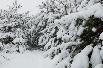 Snowy forest in Ukraine